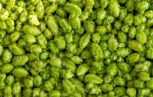 Hidden Gate Brewing Company logo